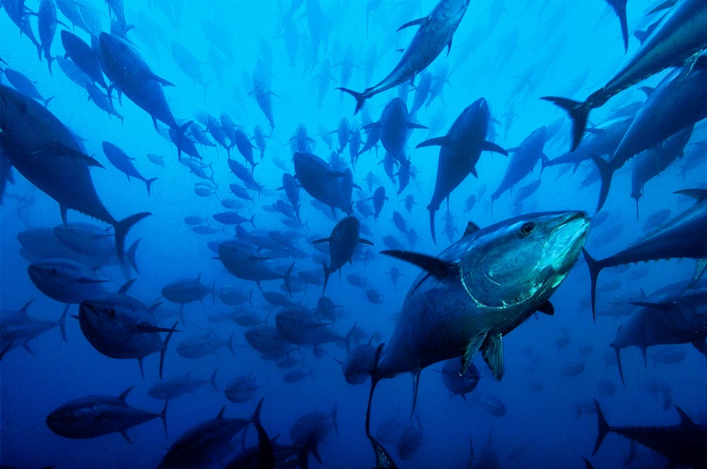 School of tuna