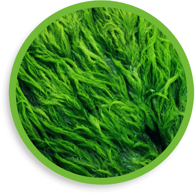 algae